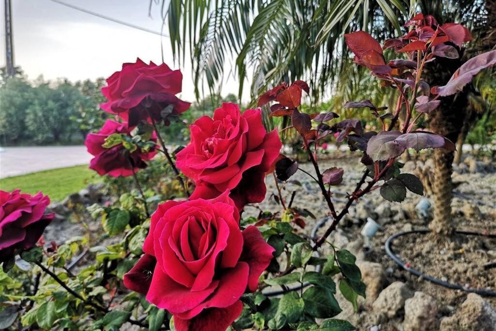 Fiore Di Rodi - Private Pool, Jacuzzi And Barbecue إياليسوس المظهر الخارجي الصورة